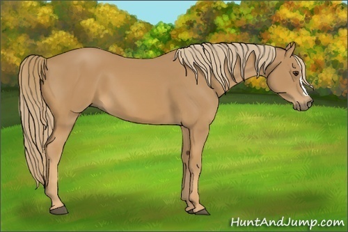 Horse Color: Chestnut 