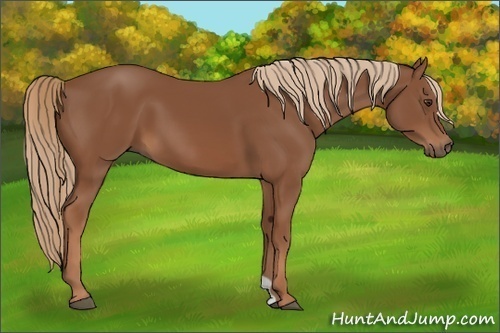 Horse Color: Chestnut 