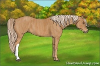 Horse Color:Chestnut  Brindle