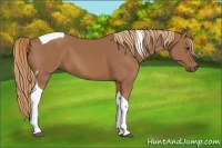 Horse Color:Chestnut Tobiano 