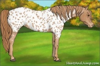 Horse Color:Chestnut Appaloosa 