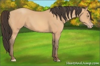 Horse Color:Amber Champagne