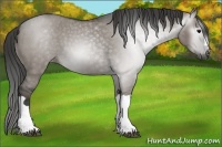 Horse Color:Gray Grullo Appaloosa 