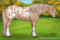 Horse Color:Chestnut Appaloosa 