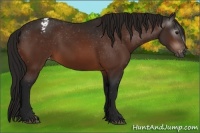 Horse Color:Gray Bay Appaloosa