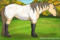 Horse Color:Buckskin Near Leopard 