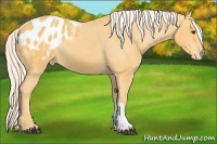 Horse Color:Palomino Appaloosa