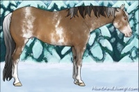 Horse Color:Gray White Spotted Sable Champagne 