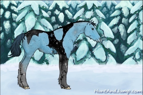 Horse Color:ERROR: UNKNOWN ANOMALY