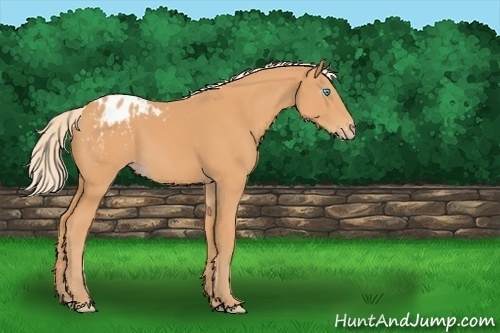 Horse Color:Gray Cremello Blanket