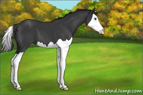 Horse Color:Black Splash