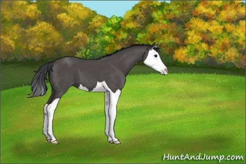 Horse Color:Black Splash