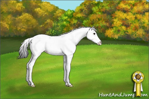 Horse Color:Black Sabino Splash 