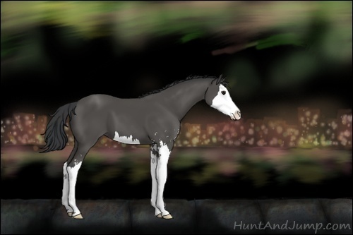 Horse Color:Black Sabino Splash 