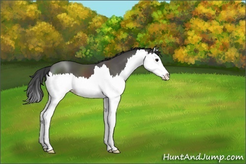 Horse Color:Black Sabino Splash 