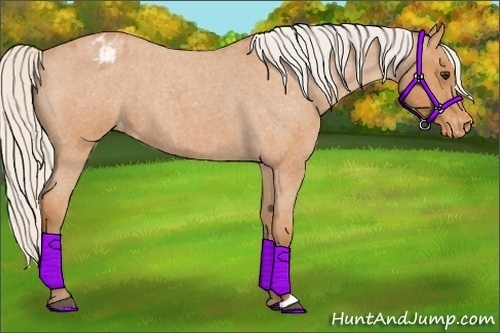 Horse Color:Silver Bay Roan Blanket 