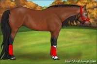 Horse Color:Gray Bay 