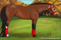 Horse Color:Gray Bay 