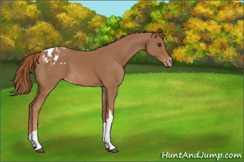 Horse Color:Chestnut Appaloosa 