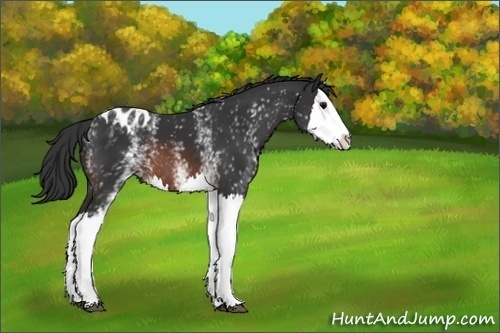 Horse Color:White Spotted Brown Splash Appaloosa 