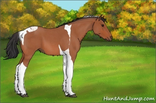 Horse Color:Bay Roan Tobiano 