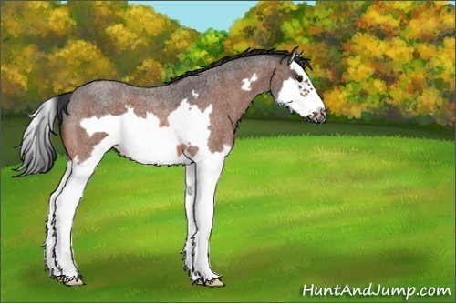 Horse Color:Brown Roan Splash Frame