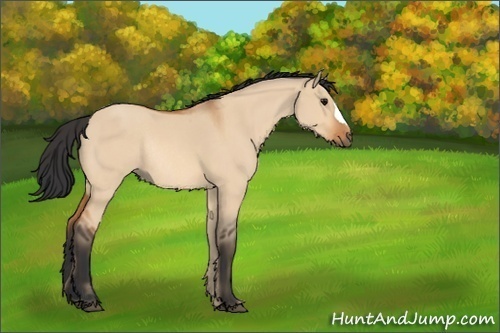 Horse Color:Bay Roan Dun Rabicano 