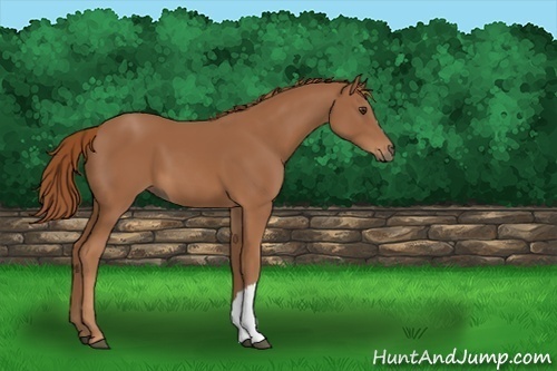 Horse Color:Chestnut 