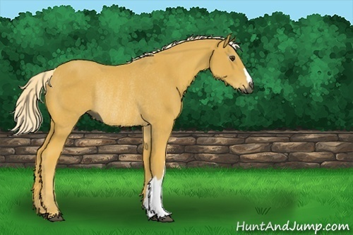 Horse Color:Gray Palomino Rabicano