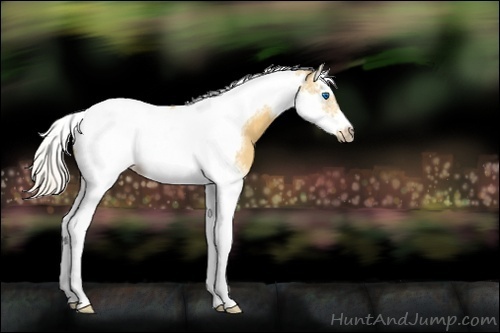 Horse Color:Palomino Splash Tobiano Frame