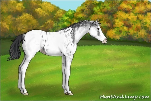 Horse Color:White Spotted Black Sabino Splash Appaloosa 