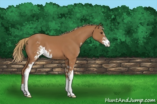 Horse Color:Chestnut Sabino