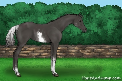 Horse Color:White Spotted Smoky Black