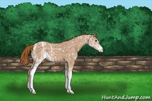 Horse Color:Chestnut Ice Sabino 