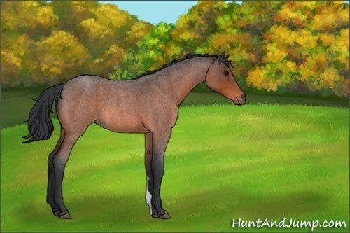 Horse Color:Bay Roan 
