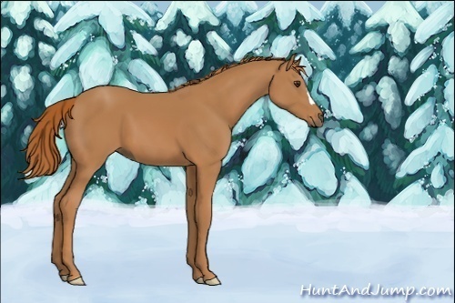 Horse Color:Chestnut 