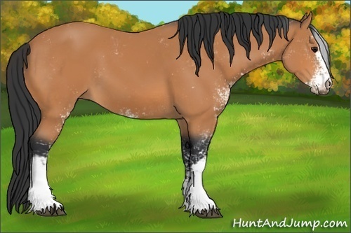 Horse Color:Bay Sabino