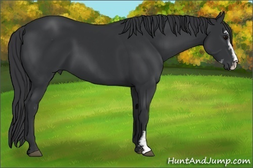 Horse Color:Black Sabino 