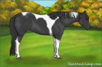Horse Color:Black Tobiano 