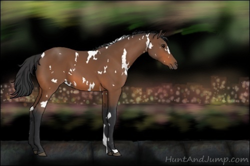 Horse Color:White Spotted Bay