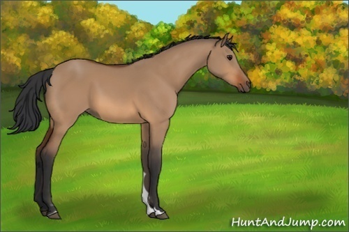 Horse Color:Bay Dun