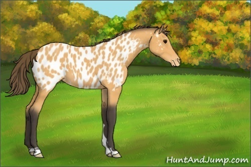 Horse Color:Unknown 