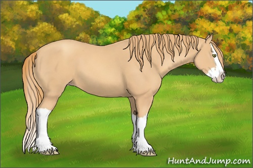 Horse Color:Gold Champagne Splash