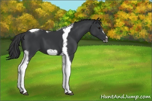 Horse Color:Black Tobiano Frame