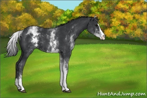 Horse Color:White Spotted Black Splash