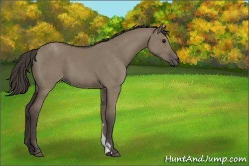 Horse Color:Smoky Grullo