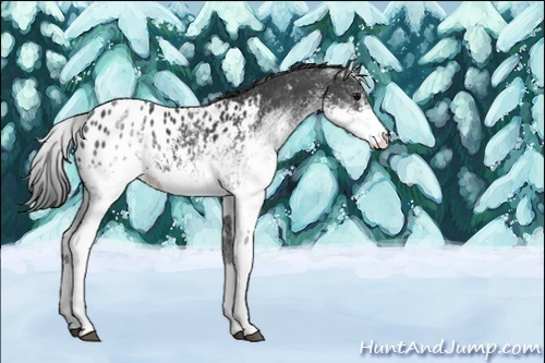 Horse Color:White Spotted Black Blanket 