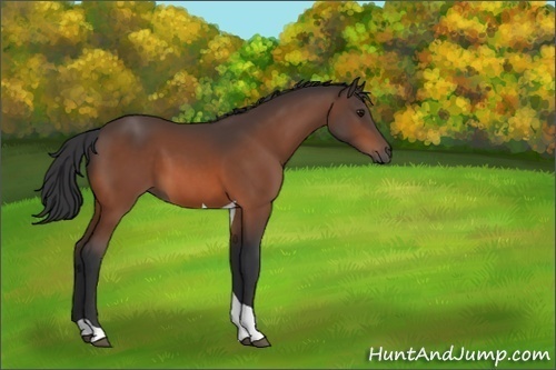 Horse Color:Bay Tobiano 