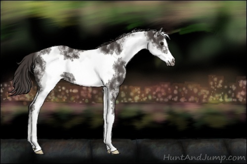 Horse Color:White Spotted Smoky Black Frame 