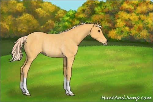 Horse Color:Palomino Rabicano